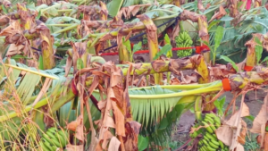 Heavy-rains-damage-crops-ahead-of-harvest-indi-Vijayapura-2