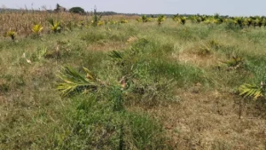 ಅತ್ತೆ -ಮಾವನ ಕೋಪಕ್ಕೆ ಅಡಿಕೆ ತೋಟಕ್ಕೆ ಕೊಡಲಿ ಹಾಕಿದ ಸೊಸೆ! arecanut-trees