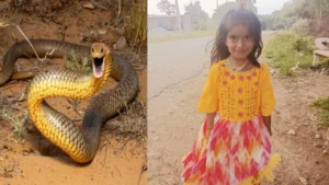 doddaballapura-7-year-old-boy-dies-of-snake-bite-the-moans-of-the-befuddled-parents