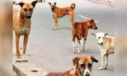 ನಾಯಿಗಳ ದಾಳಿಗೆ ಬಾಲಕ ಬಲಿ