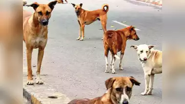 ನಾಯಿಗಳ ದಾಳಿಗೆ ಬಾಲಕ ಬಲಿ