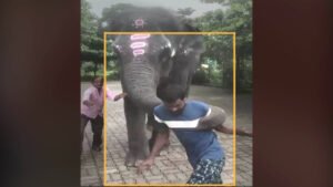 Elephant-Pushes-Away-A-Drunk-Man-In-Kukke-Subramanya