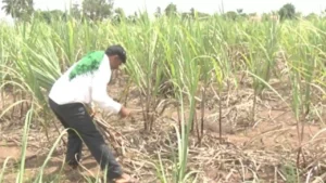 ಕಬ್ಬು ಬೆಳೆಗಾರರ ಬಾಕಿ ಉಳಿಸಿಕೊಂಡ ಕಾರ್ಖಾನೆಗಳು! sakkare_udyama_bara