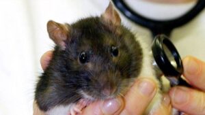 ಡೆಂಗ್ಯೂ ಆತಂಕದ ಜೊತೆ ಇಲಿ ಜ್ವರದ ಭಯ! Rat-Bite-Fever-2