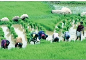 ರಾಜ್ಯಕ್ಕೆ ಅತಿವೃಷ್ಟಿ, ಅನಾವೃಷ್ಟಿಯ ಶಾಪ; ರೈತ ಕುಲಕ್ಕೆ ತಪ್ಪದ ಸಂಕಷ್ಟ! newsbeat