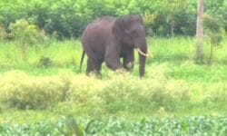 ಕಾಡಿನಿಂದ ನಾಡಿಗೆ ಬಂದು ವಿದ್ಯುತ್ ಸ್ಪರ್ಶಕ್ಕೆ ಬಲಿಯಾದ ಆನೆ