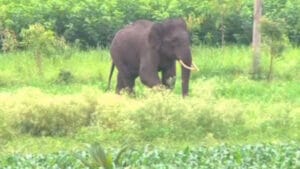 ಕಾಡಿನಿಂದ ನಾಡಿಗೆ ಬಂದು ವಿದ್ಯುತ್ ಸ್ಪರ್ಶಕ್ಕೆ ಬಲಿಯಾದ ಆನೆ