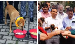 ಬೀದಿ ನಾಯಿಗಳಿಗೆ ಆಹಾರ ನೀಡುವ ಸ್ಥಳಗಳಿಗೆ ಚಾಲನೆ