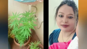ಮನೆಯಲ್ಲಿ ಗಾಂಜಾ ಬೆಳೆಸಿ, ರೀಲ್ಸ್ ಮಾಡಿದ ಮಹಿಳೆ! ಮುಂದೇನಾಯ್ತು ganja-couple