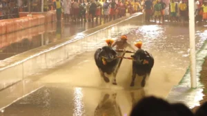 kambala-1