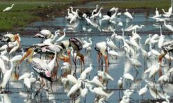 ರೈತರ ಜೀವ ಹಿಂಡುತ್ತಿರುವ ವಿದೇಶಿ ಹಕ್ಕಿಗಳು!