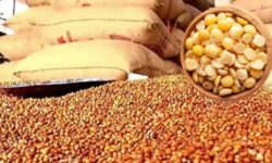 ಬೆಂಬಲ ಬೆಲೆಯಲ್ಲಿ ತೊಗರಿ, ಕಡಲೆ ಖರೀದಿಗೆ ಕೇಂದ್ರ ಅನುಮತಿ!