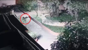 leopard-found-in-siddaganga-mutt-Tumakuru