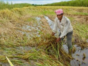 WhatsApp Image 2025-01-01 at 5.17.47 PM