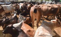 21 ಗೋಶಾಲೆಗಳನ್ನು ಮುಚ್ಚಲು ನಿರ್ಧಾರ: ಆಕ್ರೋಶ