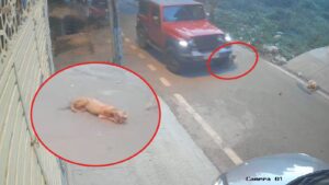 (Car accident)ರಸ್ತೆಯಲ್ಲಿ ಮಲಗಿದ್ದ ಶ್ವಾನದ ಮೇಲೆ ಕಾರು ಹರಿಸಿದ ಕಿರಾತಕ!! WhatsApp Image 2025-01-09 at 5.23.10 PM